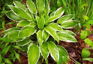 bharat nursery basti